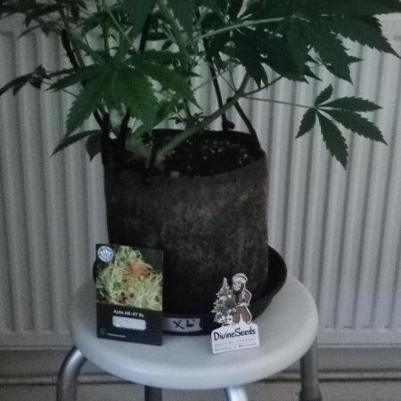Divine seeds competition