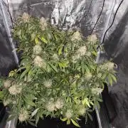 AK-47 XL
