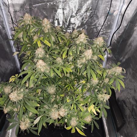AK-47 XL