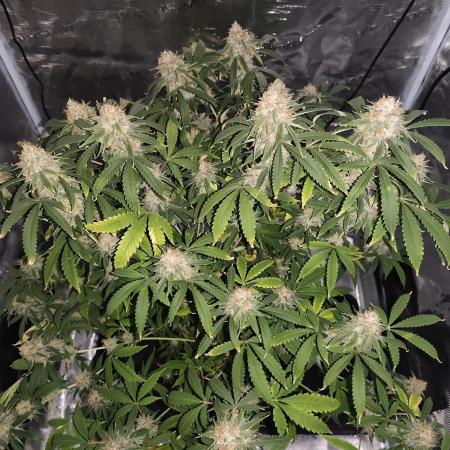 AK-47 XL