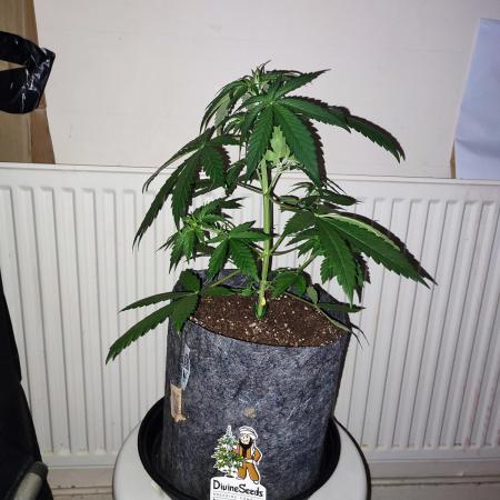 Divine seeds competition