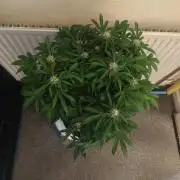 Original sensible seeds