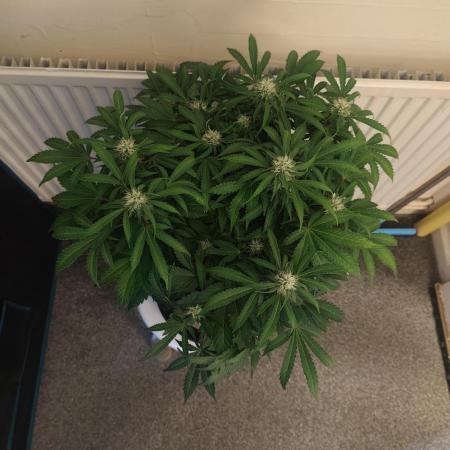 Original sensible seeds