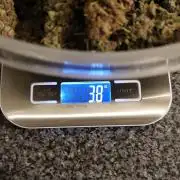 Divine seeds competition