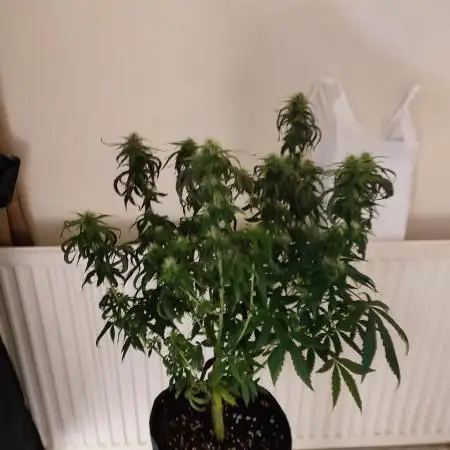 Divine seeds competition