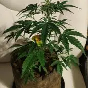 Original sensible seeds