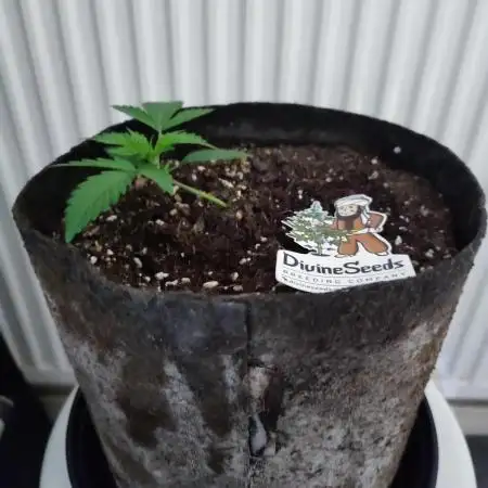 Divine seeds competition