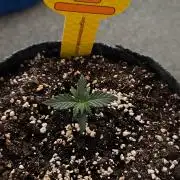Original sensible seeds