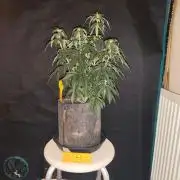 Original sensible seeds
