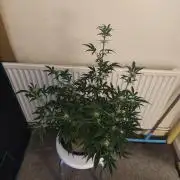 Original sensible seeds