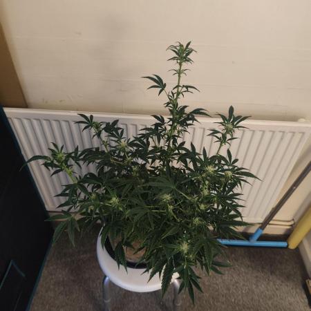 Original sensible seeds