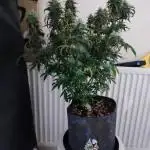 Divine seeds competition