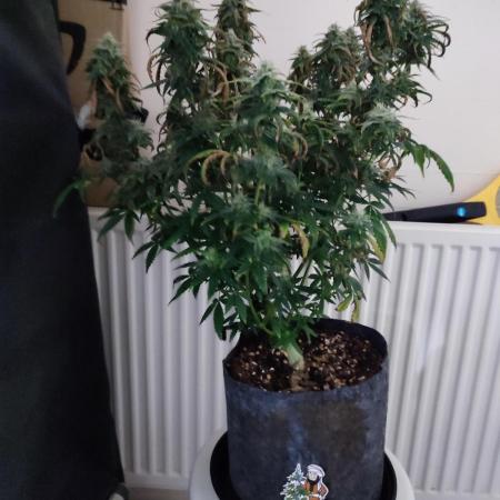 Divine seeds competition