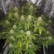 AK-47 XL