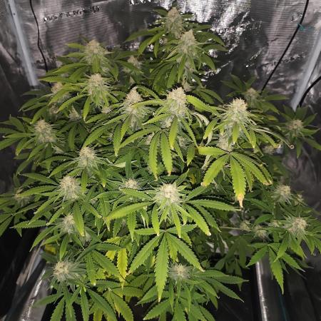 AK-47 XL