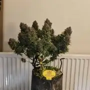 Original sensible seeds