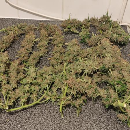 Divine seeds competition