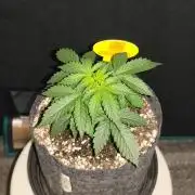 Original sensible seeds