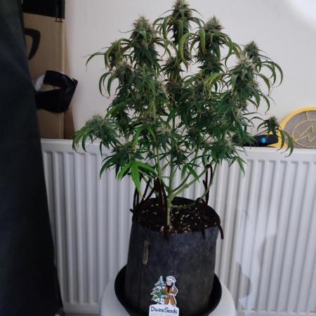 Divine seeds competition