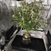AK-47 XL