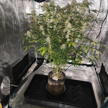 AK-47 XL