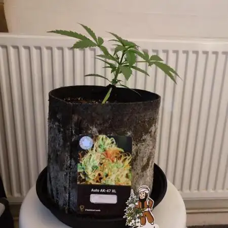Divine seeds competition