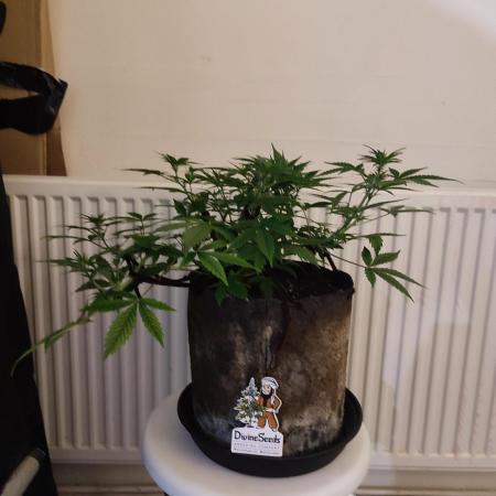 Divine seeds competition
