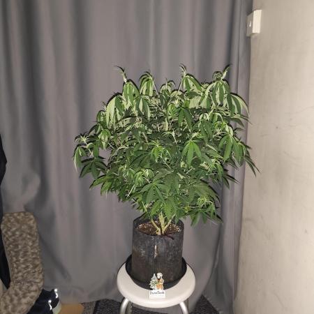 AK-47 XL