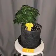 Original sensible seeds