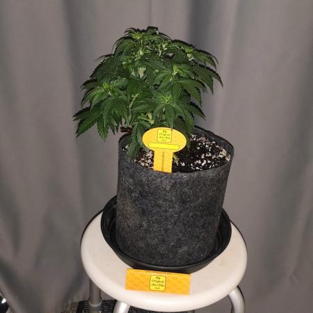 Original sensible seeds