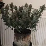 Divine seeds competition