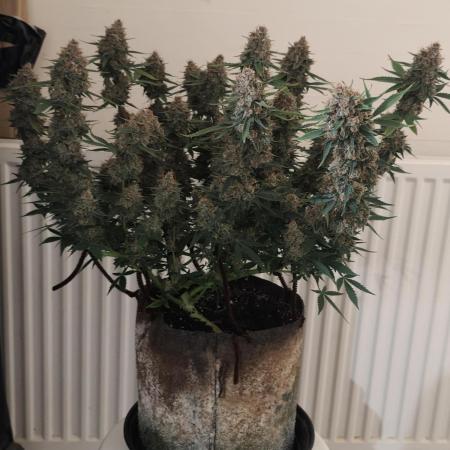 Divine seeds competition