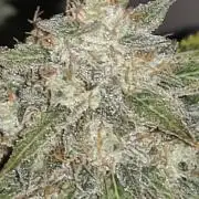 Eternity grow cup sticky broccoli auto
