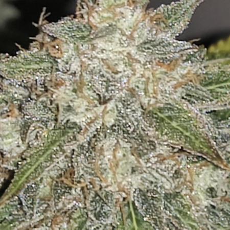 Eternity grow cup sticky broccoli auto