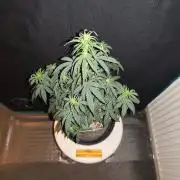 Original sensible seeds