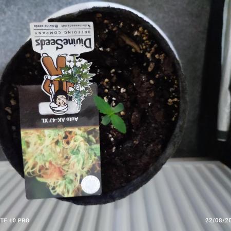 Divine seeds competition