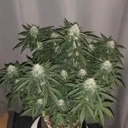 Original sensible seeds