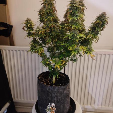 Divine seeds competition