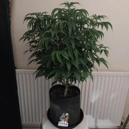 Auto AK-47 XL