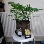 Divine seeds competition