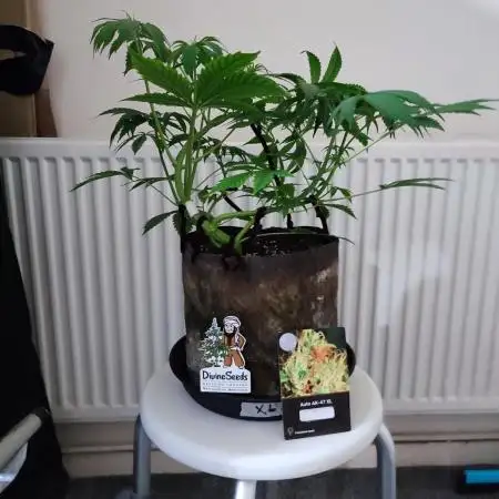 Divine seeds competition
