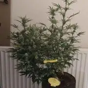 Original sensible seeds