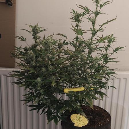 Original sensible seeds