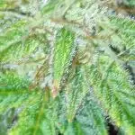 Divine seeds competition