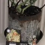 Divine seeds competition