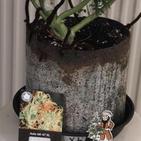 Divine seeds competition