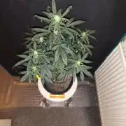 Original sensible seeds