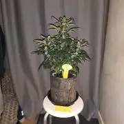 Original sensible seeds