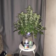Eternity grow cup sticky broccoli auto