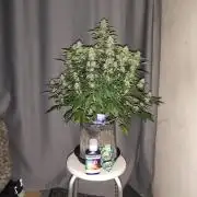 Eternity grow cup sticky broccoli auto